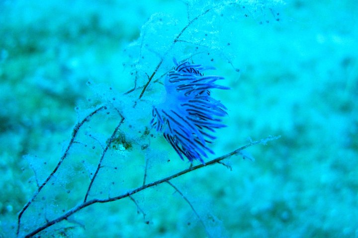 Scuba Diving at Paphos (Shore Dives) - Image 3