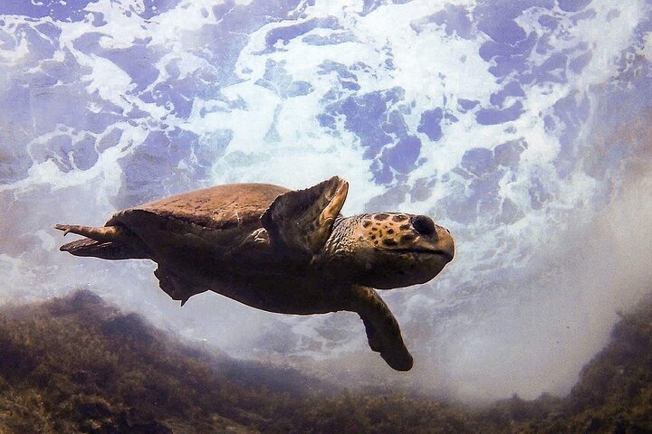 Scuba Diving at Paphos (Shore Dives) - Image 5