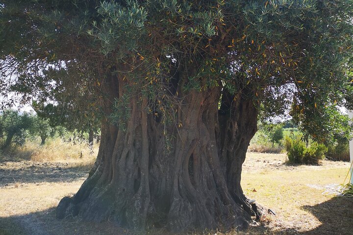 Alentejo Olive Oil Tour - Image 2