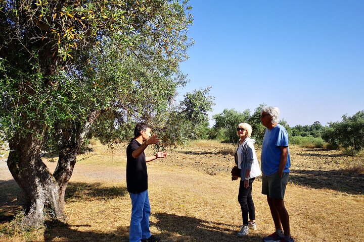 Alentejo Olive Oil Tour - Image 3