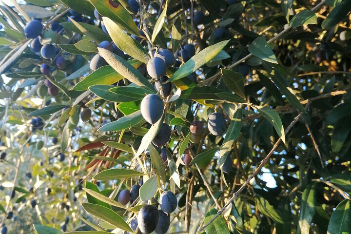 Alentejo Olive Oil Tour - Image 4