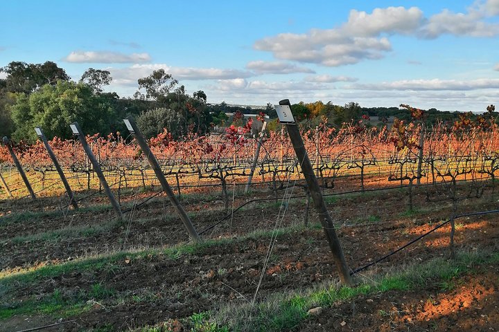 Alentejo Premium Wine Tour - Image 5