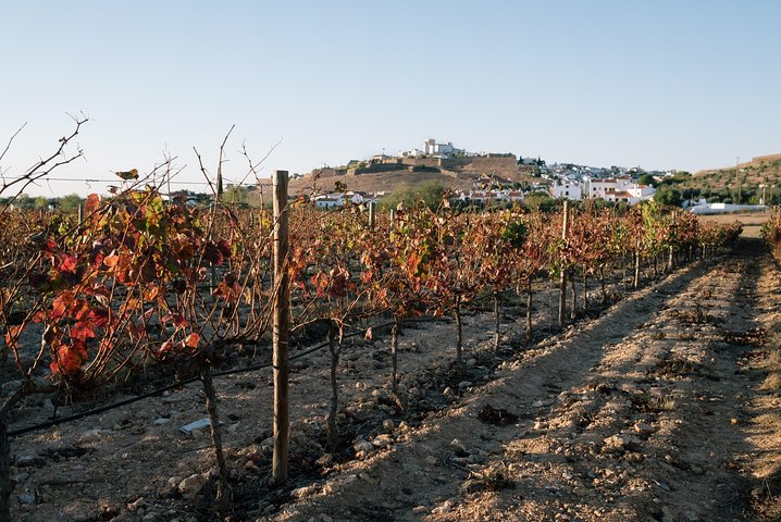 Alentejo Premium Wine Tour - Image 4