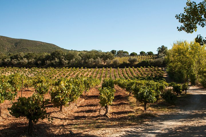 Arrabida Full Day Private Tour with Wine Tasting - Image 5