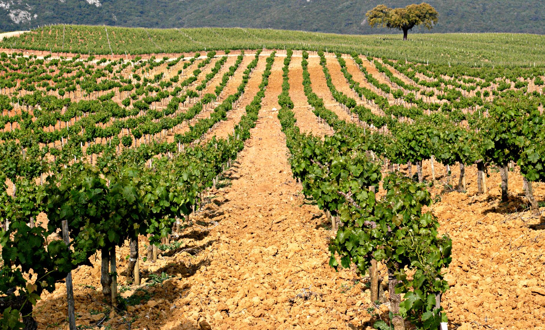 Arrabida Wine Walk - Image 1