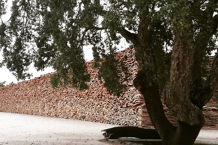 Evidence of Wine and Olive Oil in Alentejo - Image 3