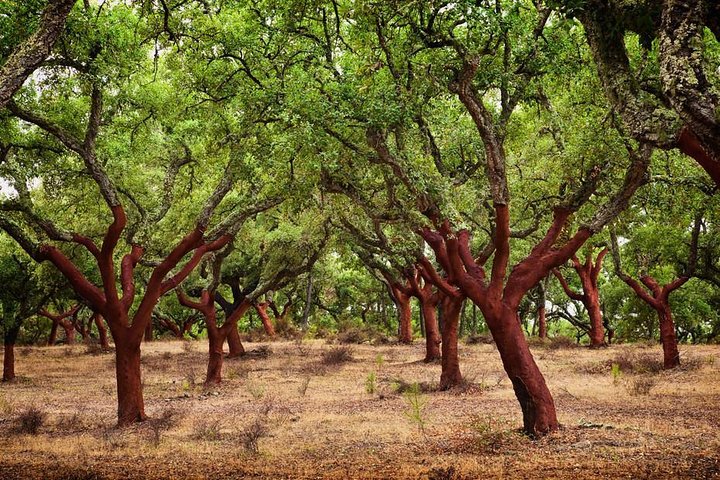Évora Tour - The heart of Alentejo region - Image 3