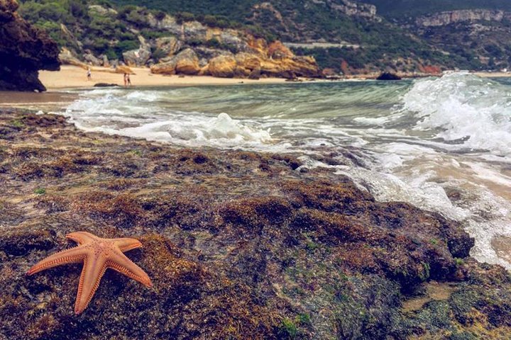 From Lisbon:Arrabida Private Jeep Tour 4X4 to the most beautiful beach of Europe - Image 3
