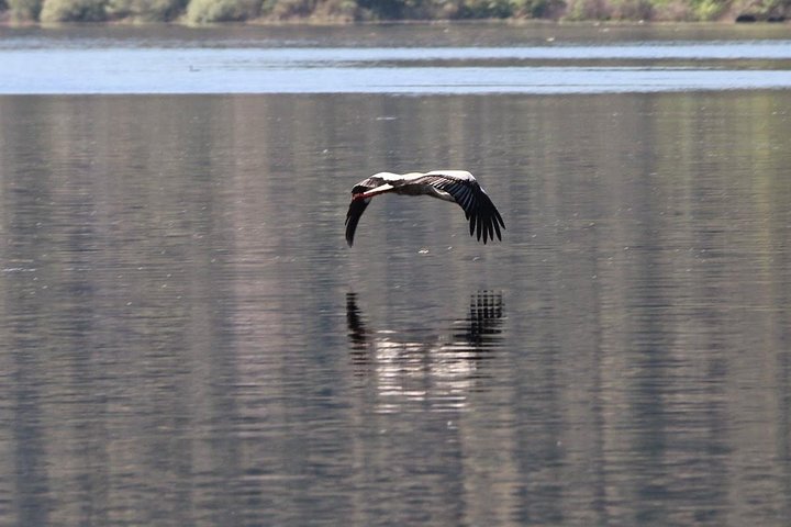Full-Day Bird Watching Private Tour from Lisbon with Lunch - Image 5