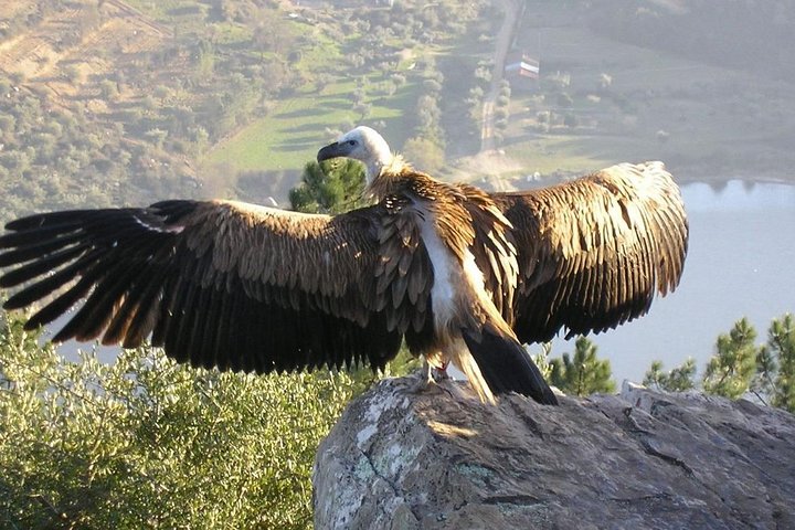Full-Day Bird Watching Private Tour from Lisbon with Lunch - Image 4