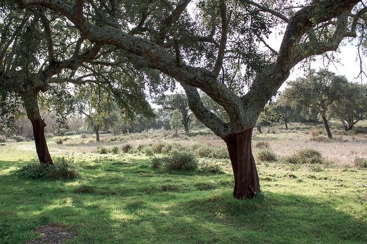 Golden Plains: Évora and Almendres Cromlech Shared Tour - Image 5