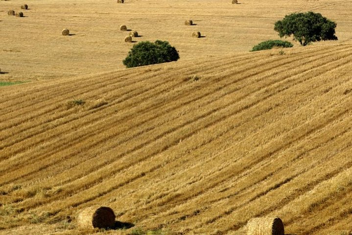 Golden Plains: Évora and Almendres Cromlech Shared Tour - Image 2