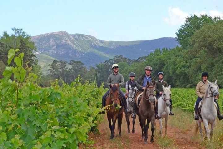 Horseback Riding, 4 Options-Mountain, Lesson Ring, Beach (2Hours) - Image 5