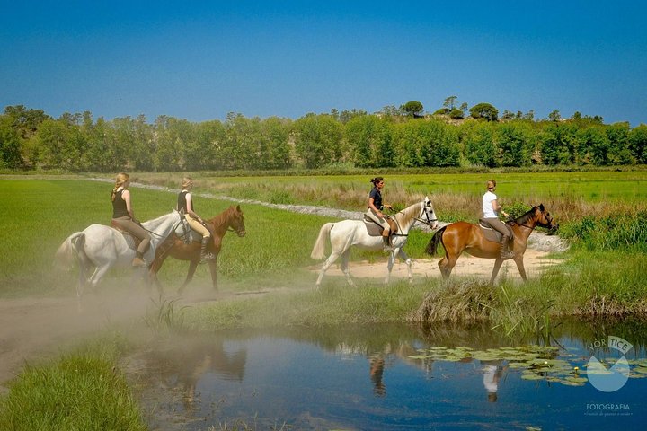 Horses In The Sand - Image 1