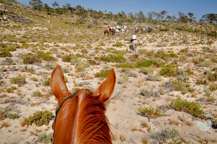Horses In The Sand - Image 4