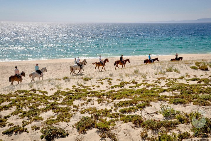 Horses In The Sand - Image 3