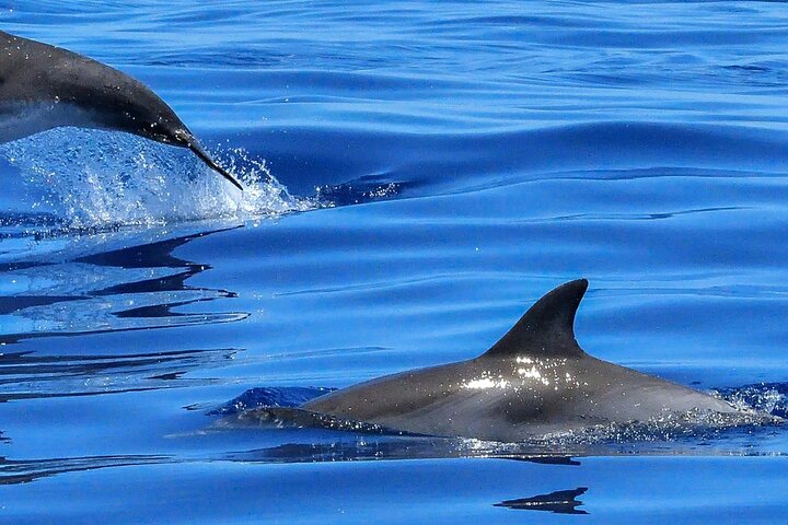 Lisbon Cruise with Dolphin Watching - Image 3