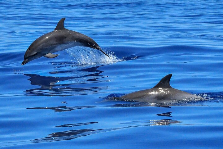 Lisbon Cruise with Dolphin Watching - Image 1