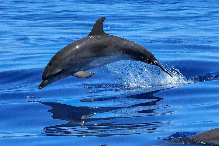 Lisbon Cruise with Dolphin Watching - Image 2