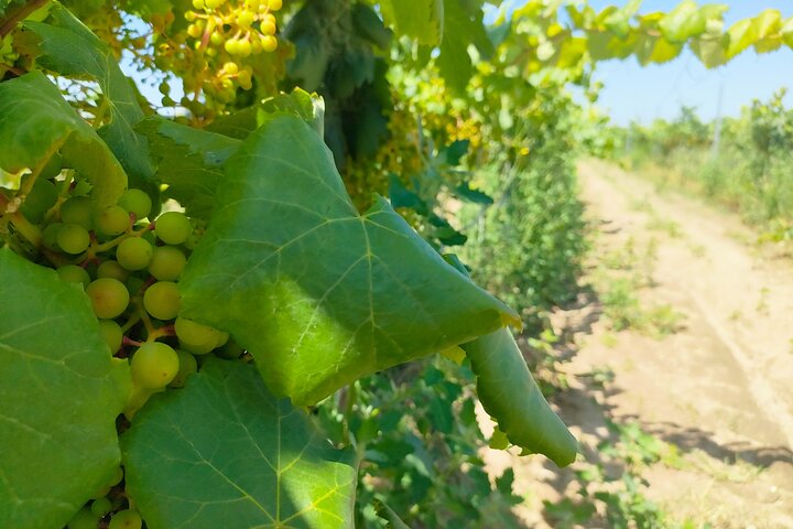 Lisbon Luxury Tagus Wine Tour Experience  - Image 3