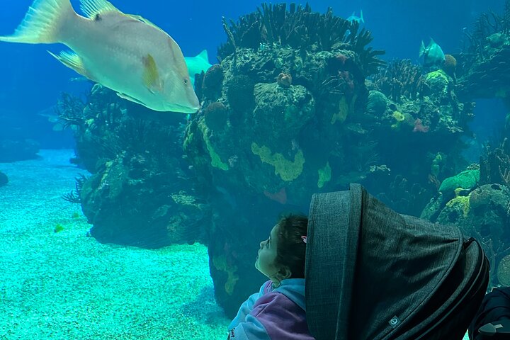 Oceanarium, Telecabine and San George Castelo Full Day Trip - Image 1