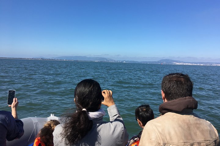 Private Arrábida Dolphin Watching Boat Tour with Wine Tasting - Image 5