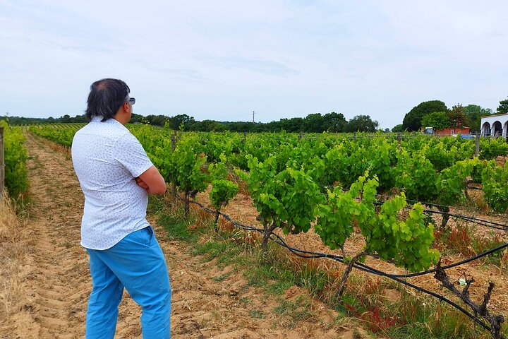 Private Full Day Évora and Alentejo Wine Tour from Lisbon  - Image 3