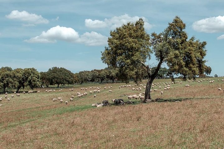 Private Tour: Évora and Almendres Cromlech Day Trip from Lisbon - Image 5