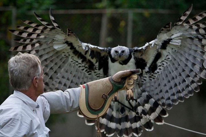 Private tour in Ribatejo with Falcon watch, lunch and typical villages - Image 1