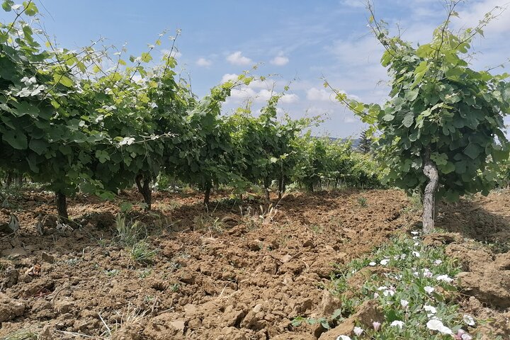 Private Tour to Obidos: Windmills, Vineyards and Flowery Villages from Lisbon - Image 4