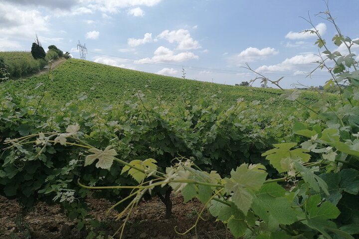 Private Tour to Obidos: Windmills, Vineyards and Flowery Villages from Lisbon - Image 5
