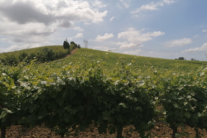 Private Tour to Obidos: Windmills, Vineyards and Flowery Villages from Lisbon - Image 3