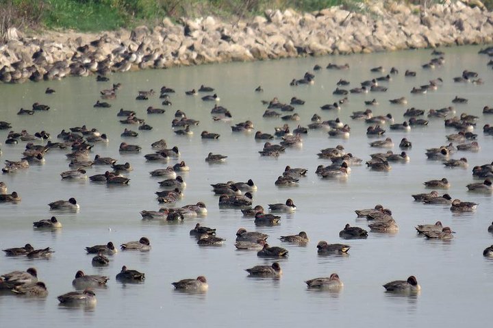 Ribatejo Private All Included fees and Lunch Day Tour With Birdwatching in EVOA - Image 2