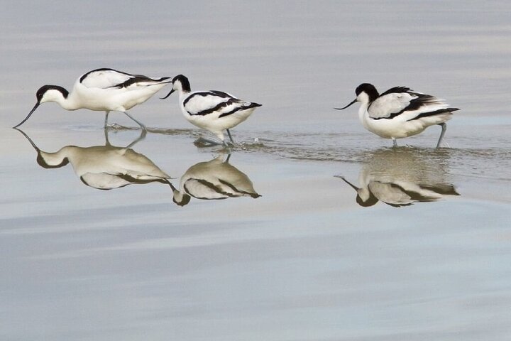 Ribatejo Private All Included fees and Lunch Day Tour With Birdwatching in EVOA - Image 5