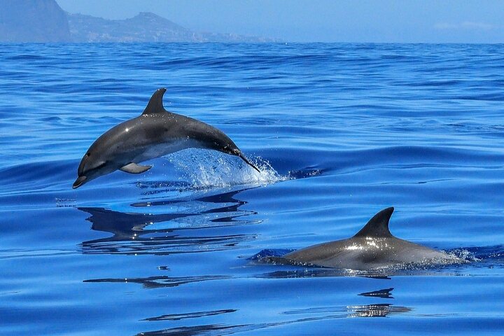 Setúbal Private Tour - Including Dolphin Watching - Image 1