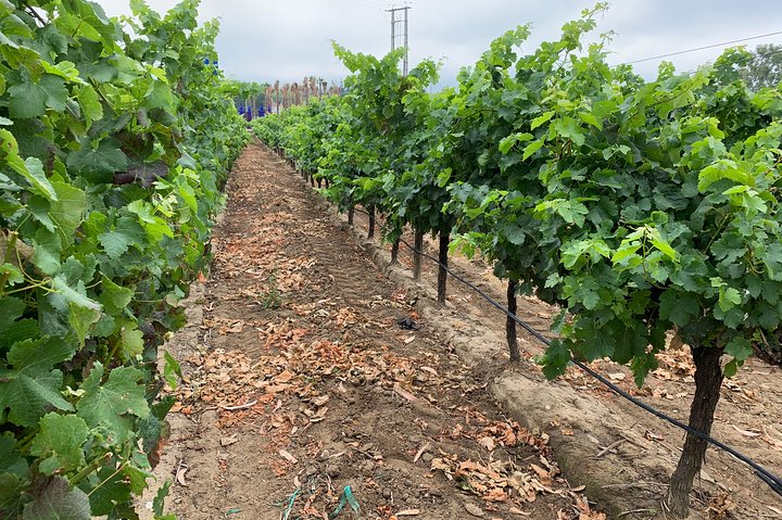 Tour visit and wine tasting to two cellars in Setúbal half day - Image 3