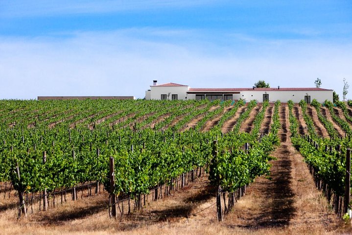 Wine Experience in Evora - Image 5