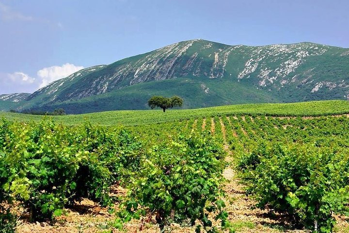 Wine Tasting - Private Half-Day Tour - Image 2
