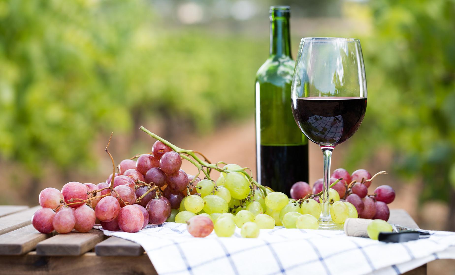 Discover Livorno and Bolgheri Wine Experience - Image 1