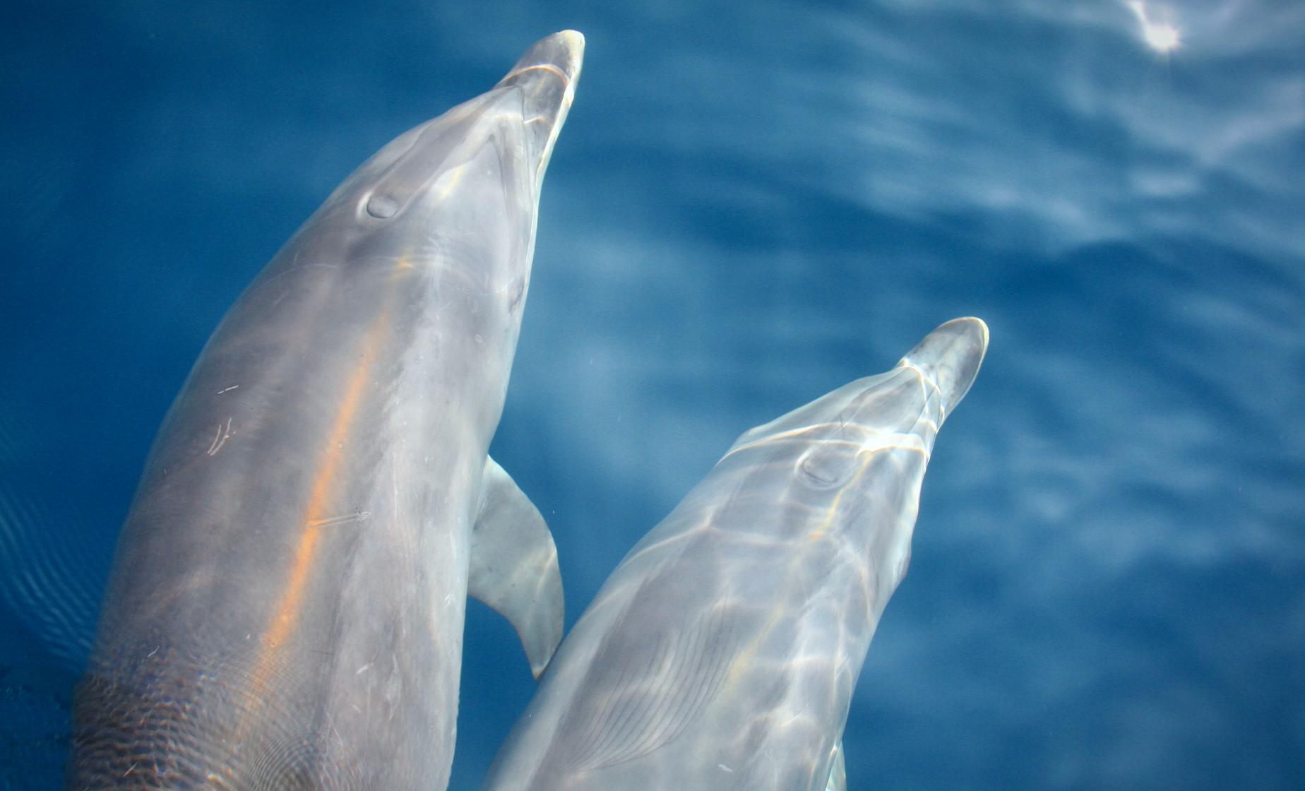 Gibraltar Dolphin Cruise and Shopping - Image 1