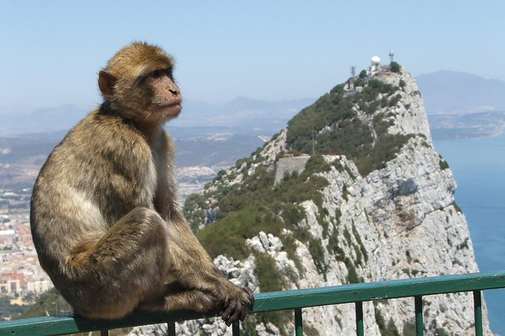 Private Full Day Tour of Gibraltar, Marbella and Puerto Banus from Malaga Hotel - Image 4