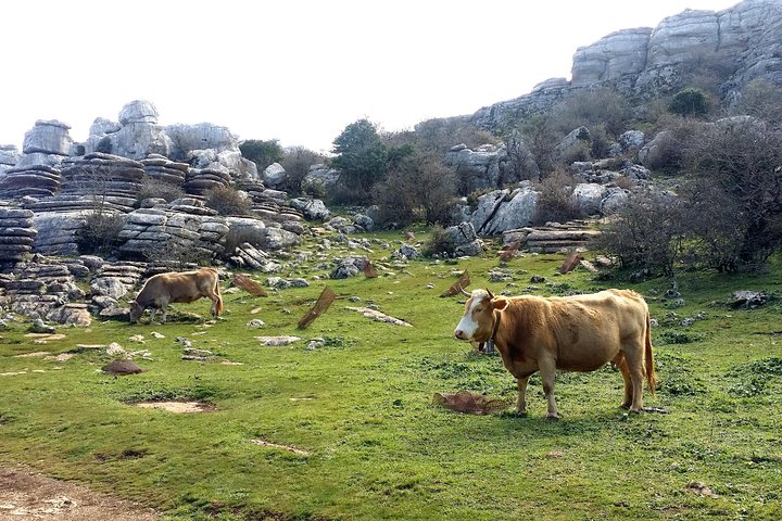 Private hiking in El Torcal from Marbella or Malaga - Image 3