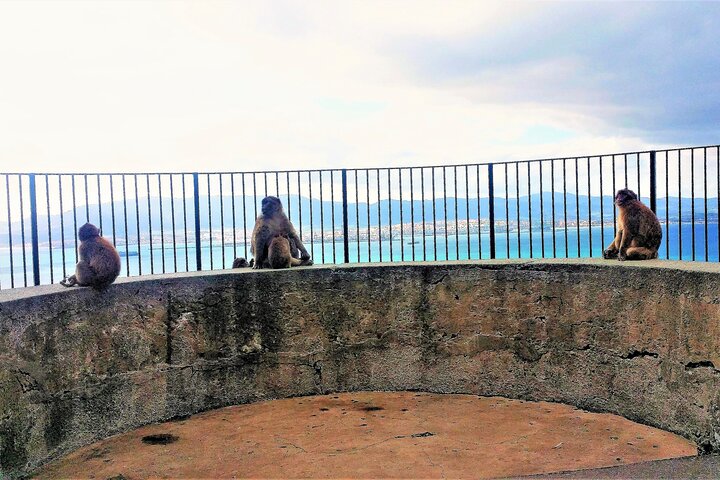 Private Tour in Gibraltar and in Marbella - Image 4
