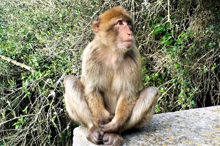 Private Tour in Gibraltar and in Marbella - Image 2