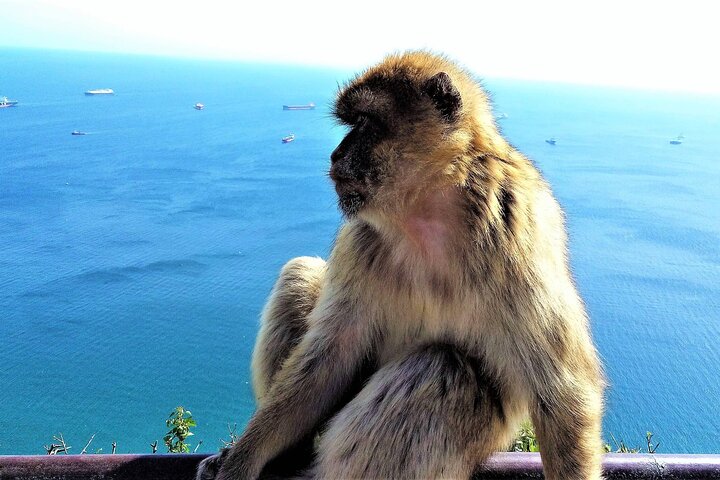 Private tour in Gibraltar & Mijas from Malaga - Image 2