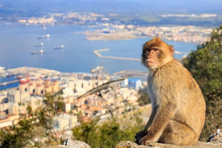 Private tours from Malaga to the Rock of Gibraltar for up to 8 persons - Image 2