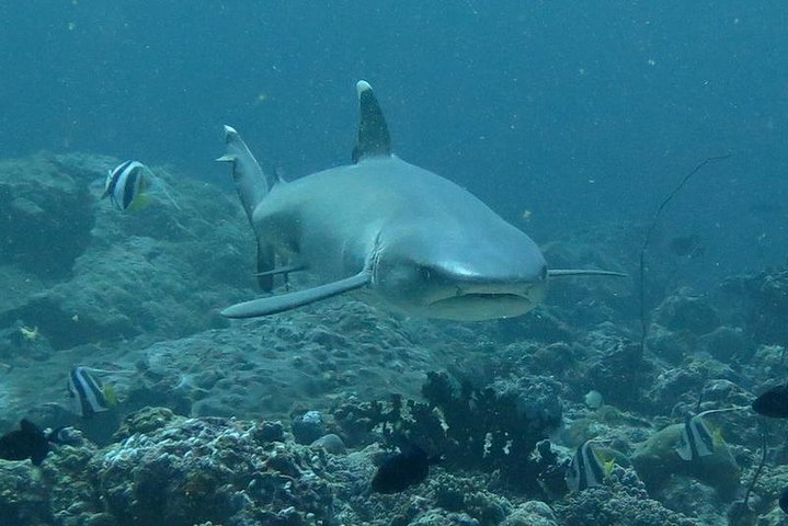 3 Point Snorkeling Safari - Image 4