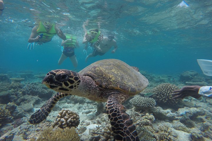3 Point Snorkeling Safari - Image 1