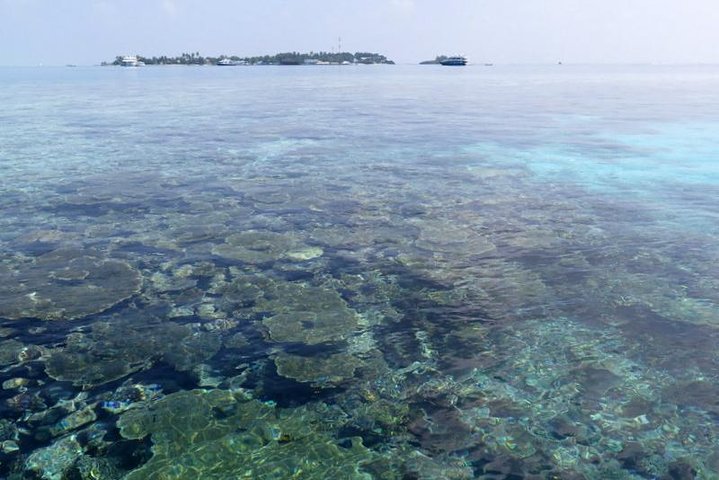 3 Point Snorkeling Safari - Image 3