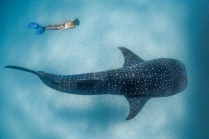 Discover South Ari Atoll - Full Day Tour from Male city - Image 2